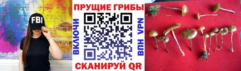 OMG ссылки  Отрадная  Псилоцибиновые грибы GOLDEN TEACHER  как найти наркотики 